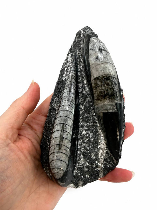 Orthoceras fossil held in hand showing scale