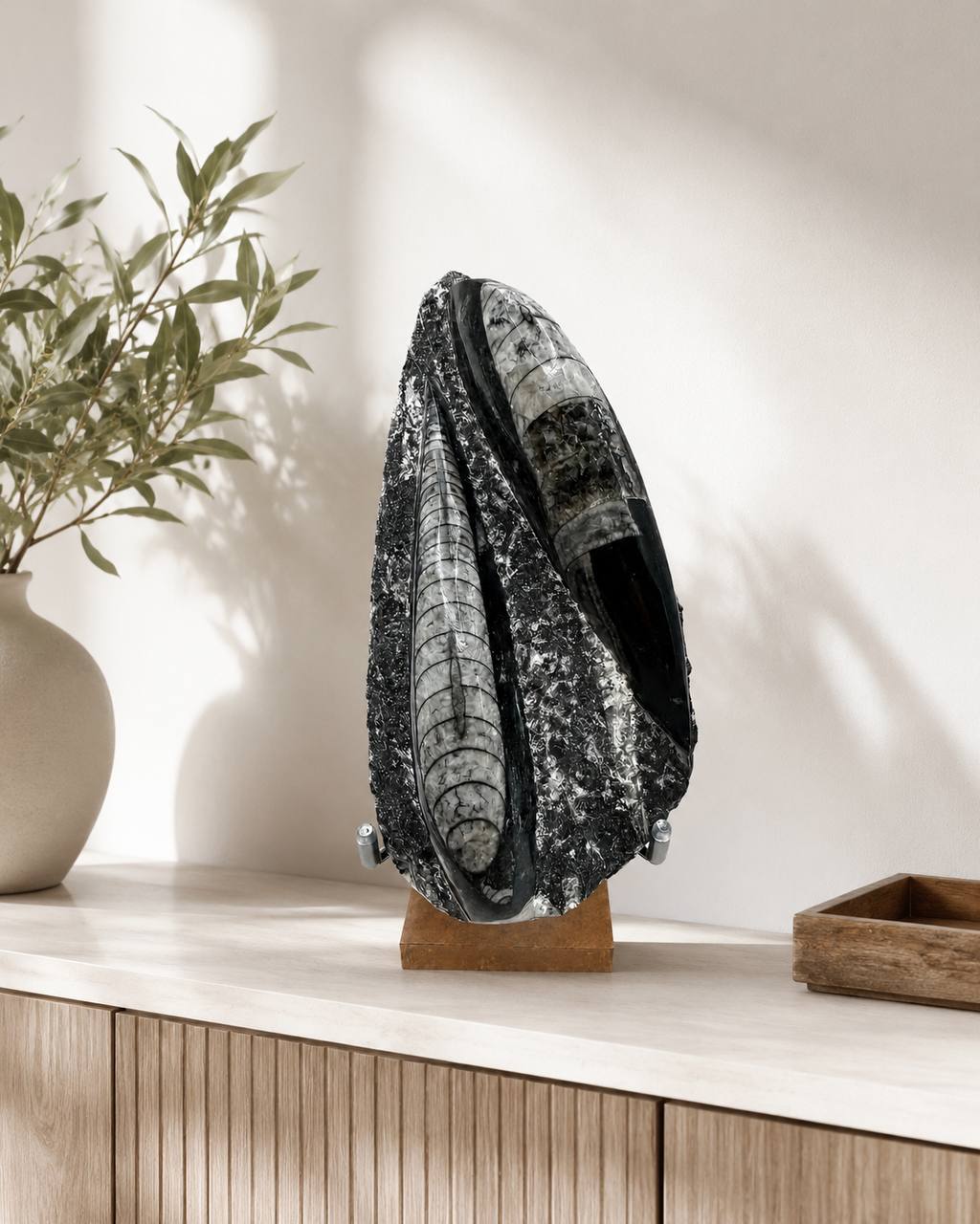 Orthoceras fossil display on shelf lifestyle view