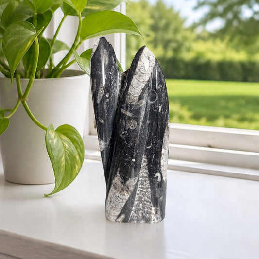 Orthoceras fossil tower, lifestyle
