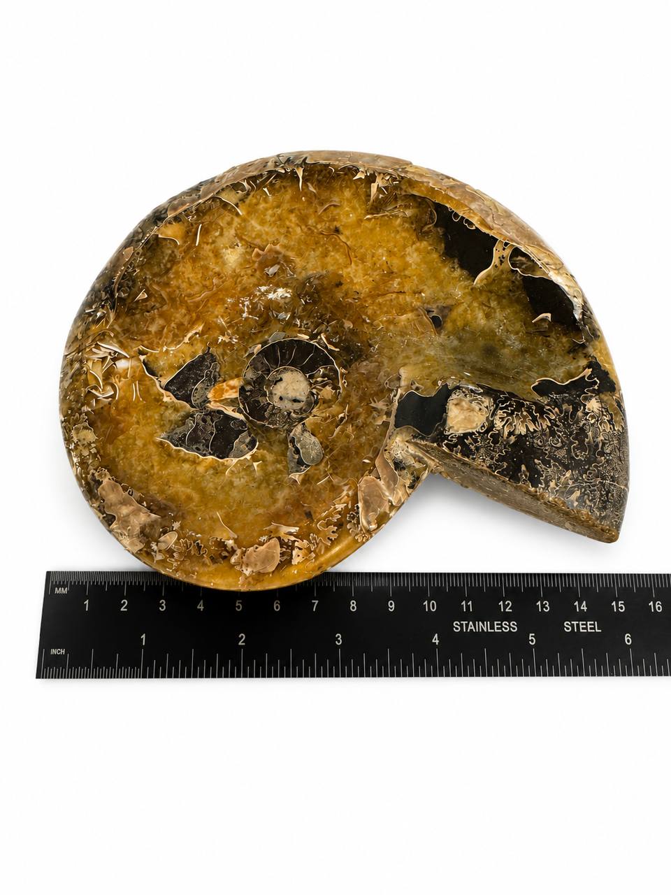 Polished ammonite fossil bowl from Madagascar