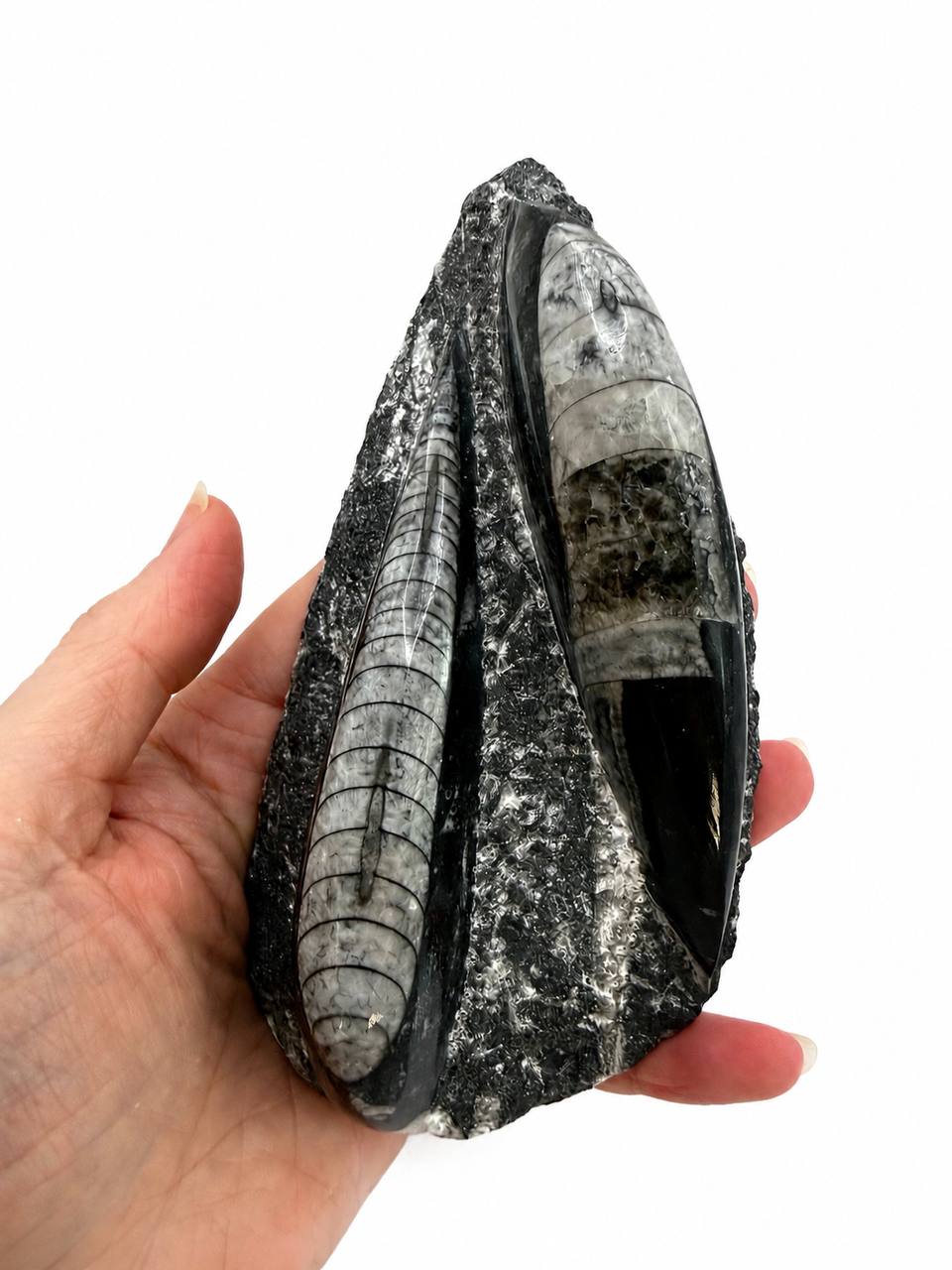 Orthoceras fossil held in hand showing scale