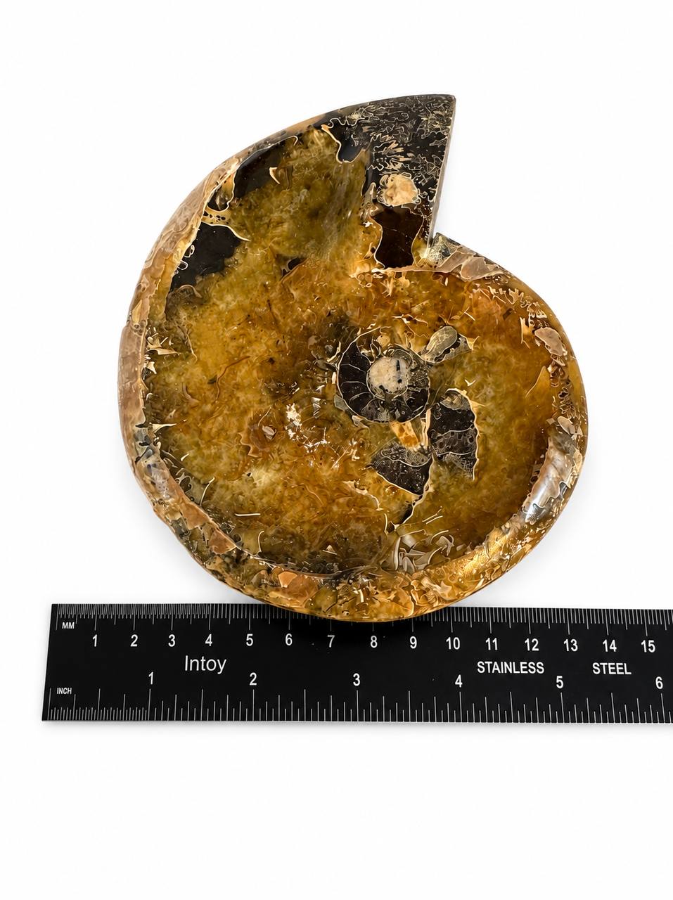 Polished ammonite fossil bowl from Madagascar