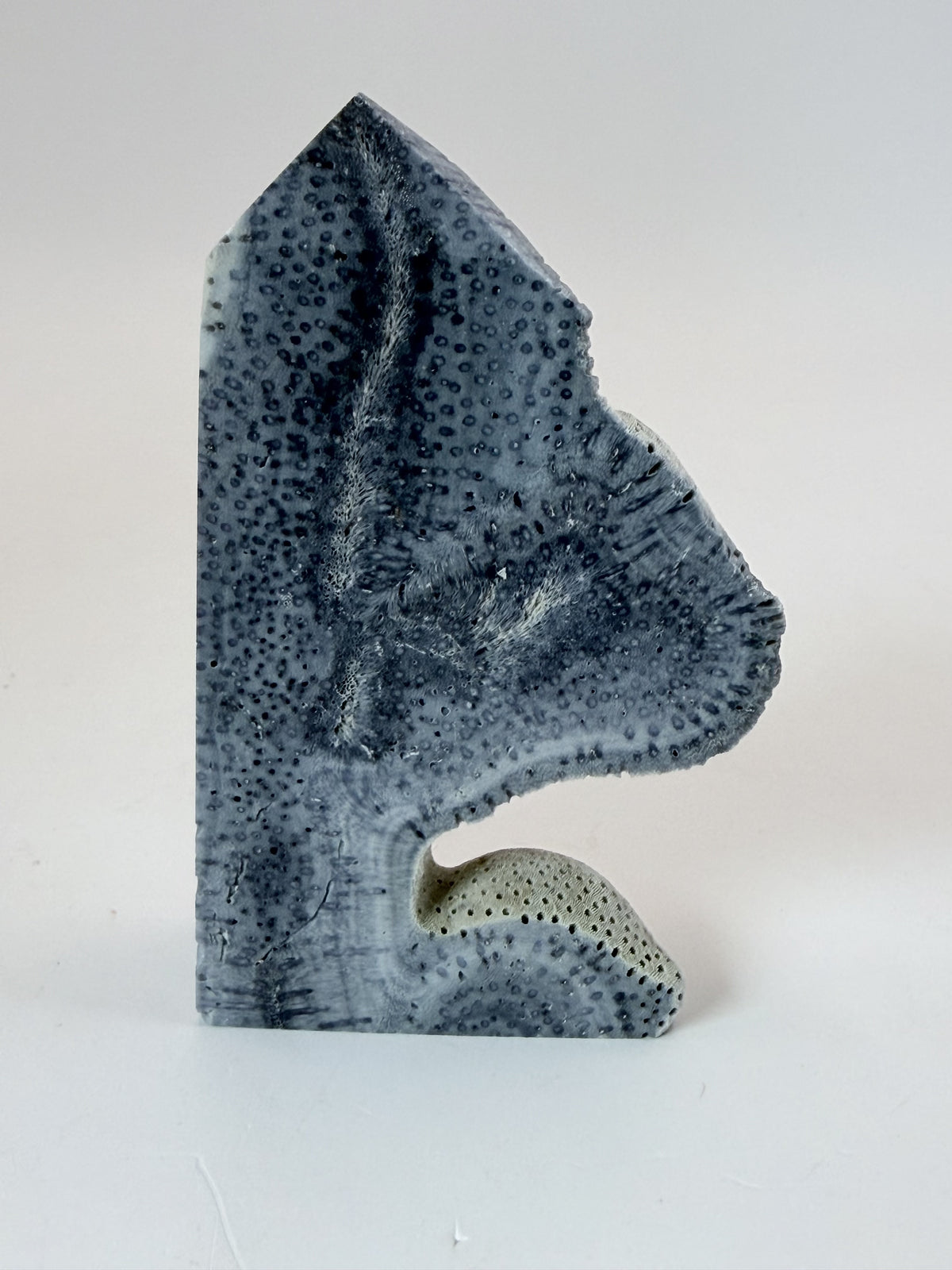 Blue coral tower, polished coral face on a white background