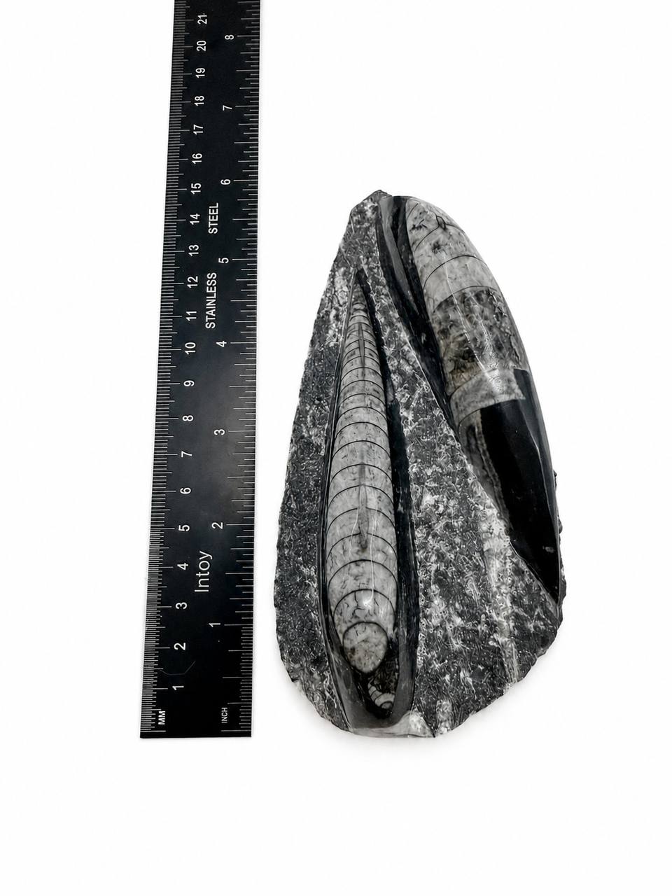 Orthoceras fossil height measurement