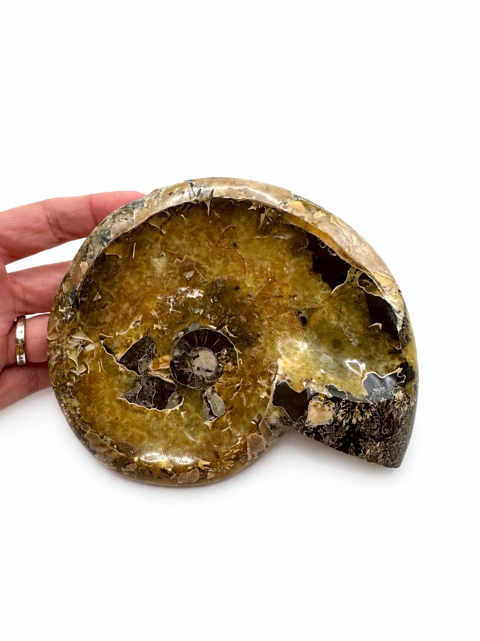 Polished ammonite fossil bowl from Madagascar