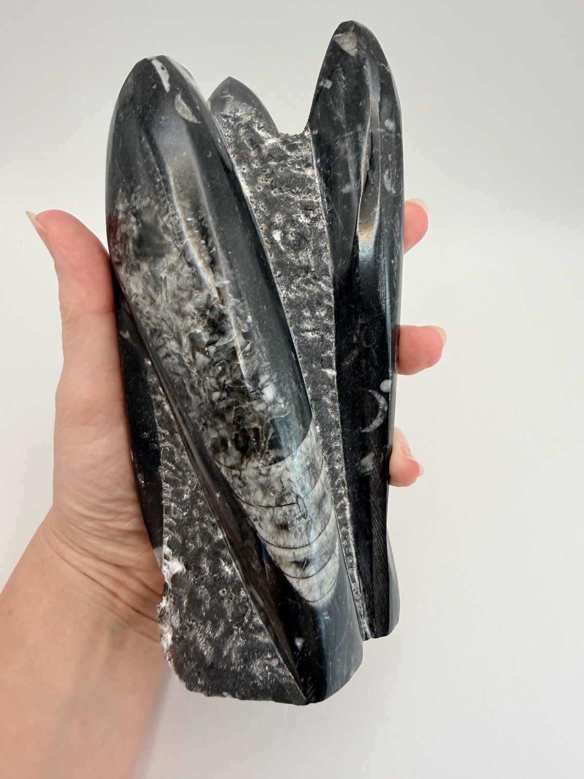 Orthoceras fossil tower, in hand