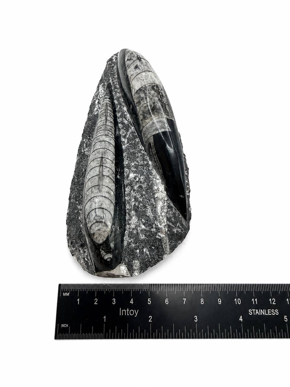 Orthoceras fossil width measurement