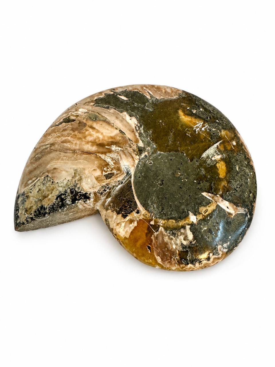 Polished ammonite fossil bowl from Madagascar