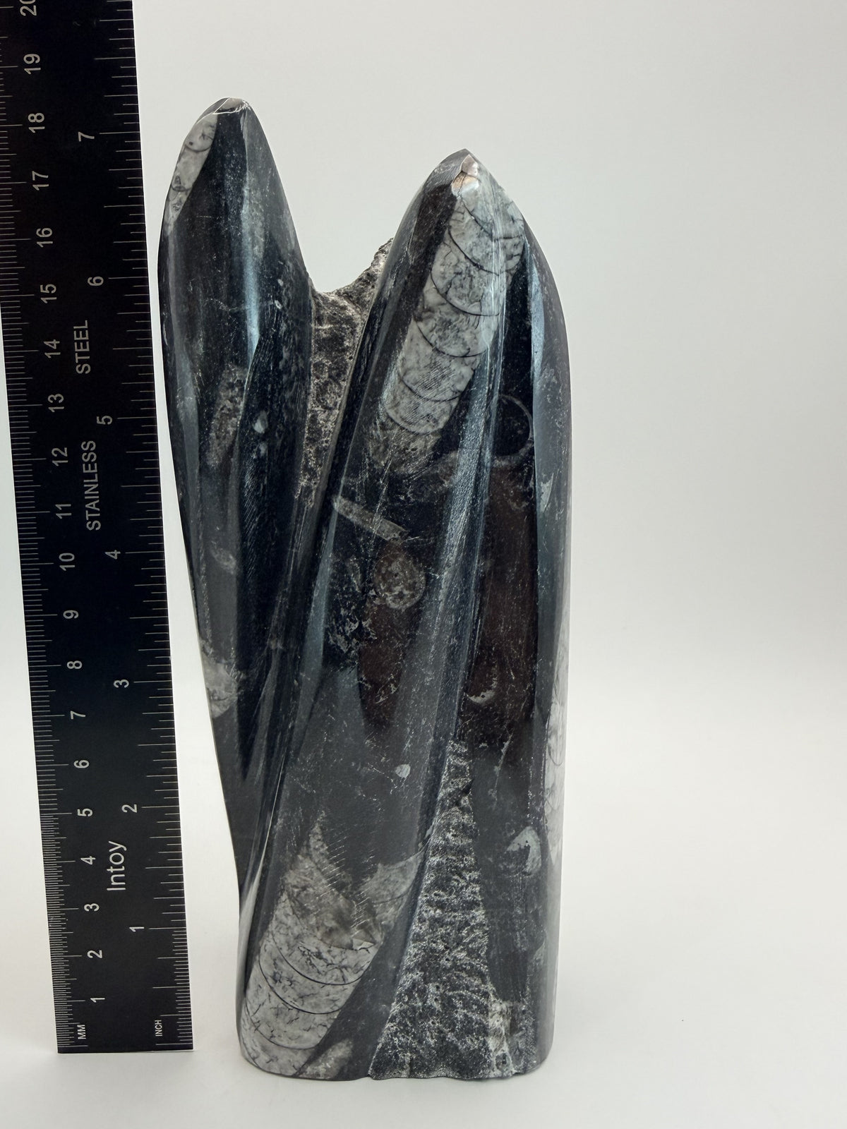 Orthoceras fossil tower, ruler height