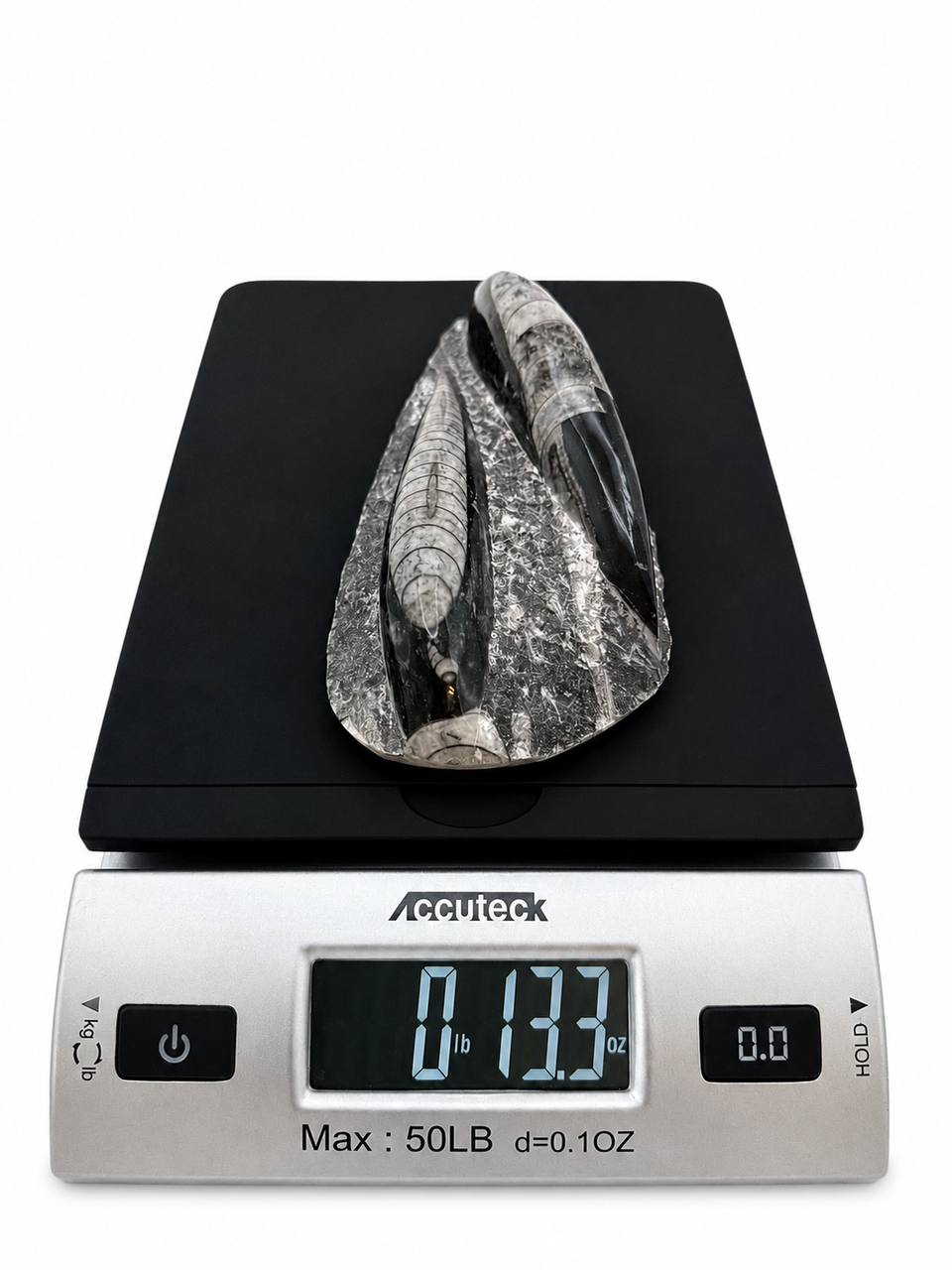 Orthoceras fossil weight 13.3 oz on scale
