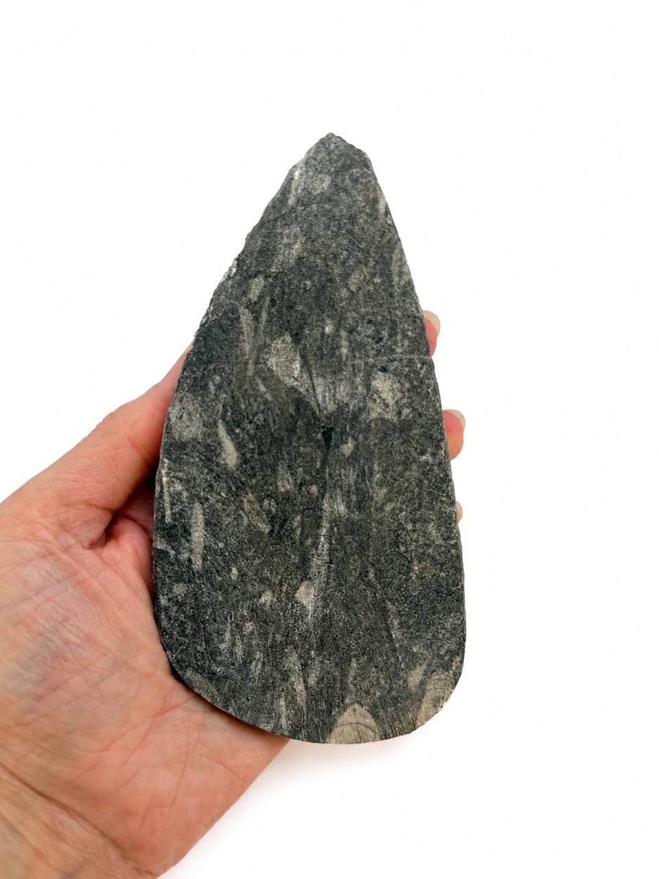 Orthoceras fossil back natural unpolished surface