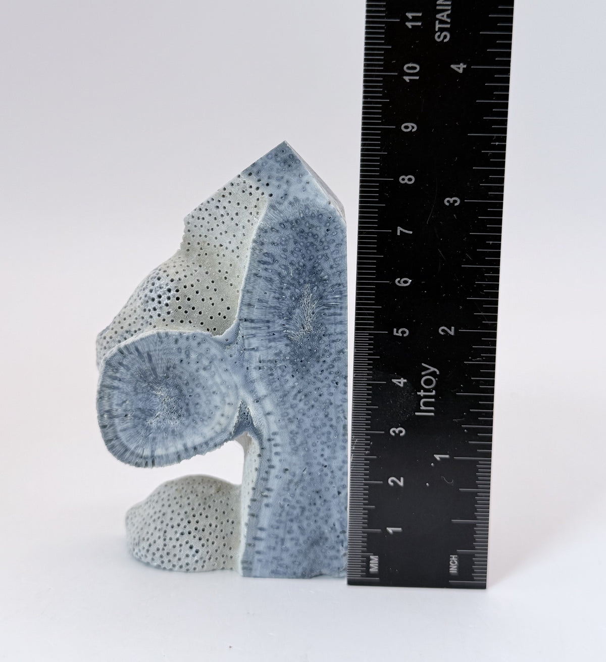Blue coral tower beside a ruler showing 3.5 inches tall