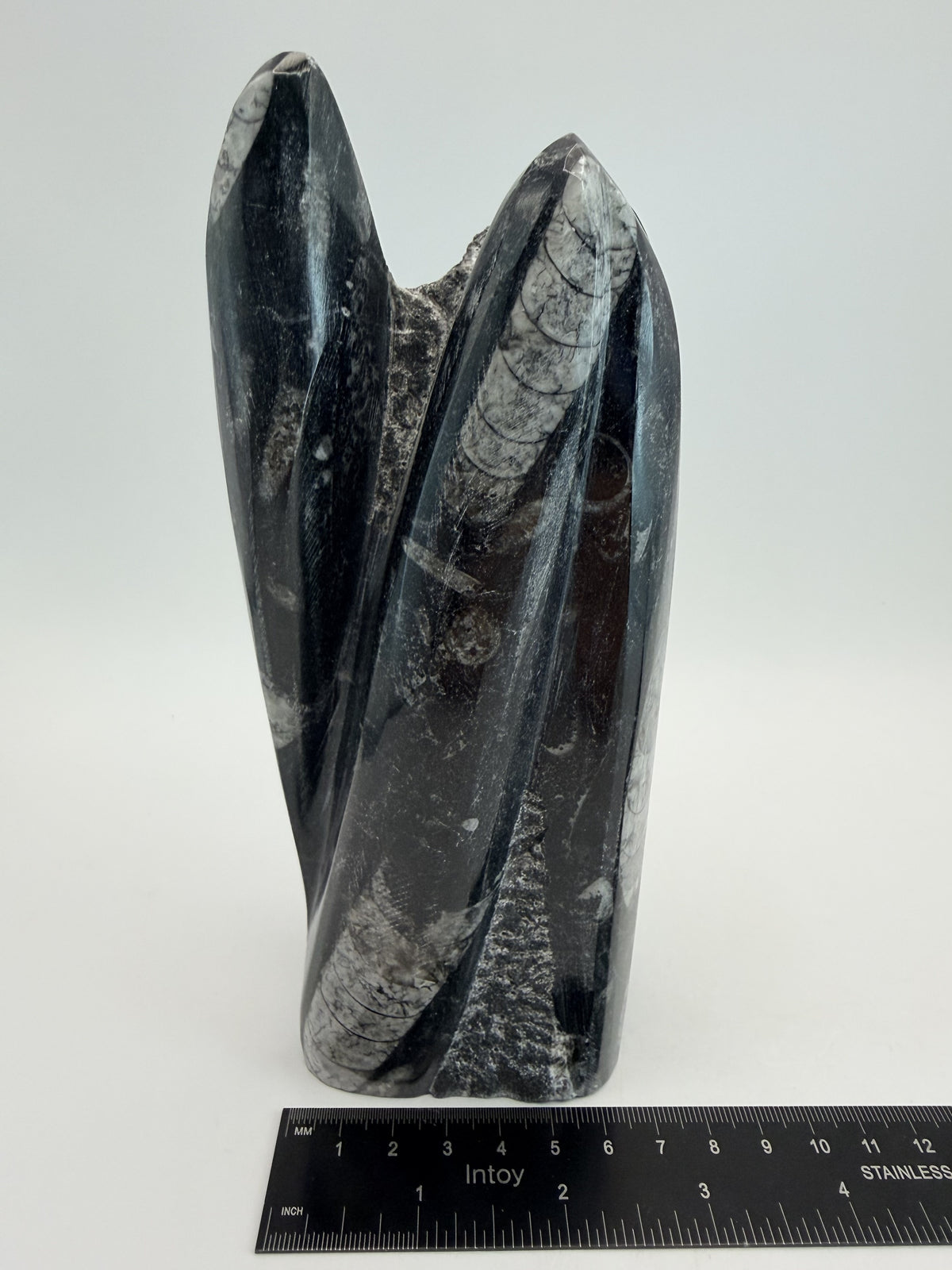 Orthoceras fossil tower, ruler width
