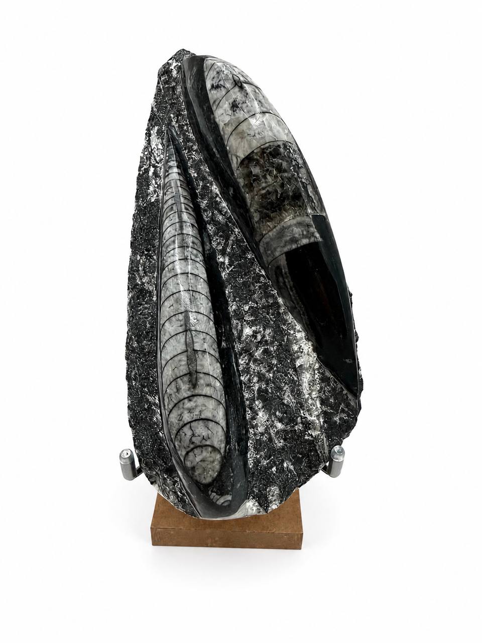 Orthoceras fossil on display stand front view