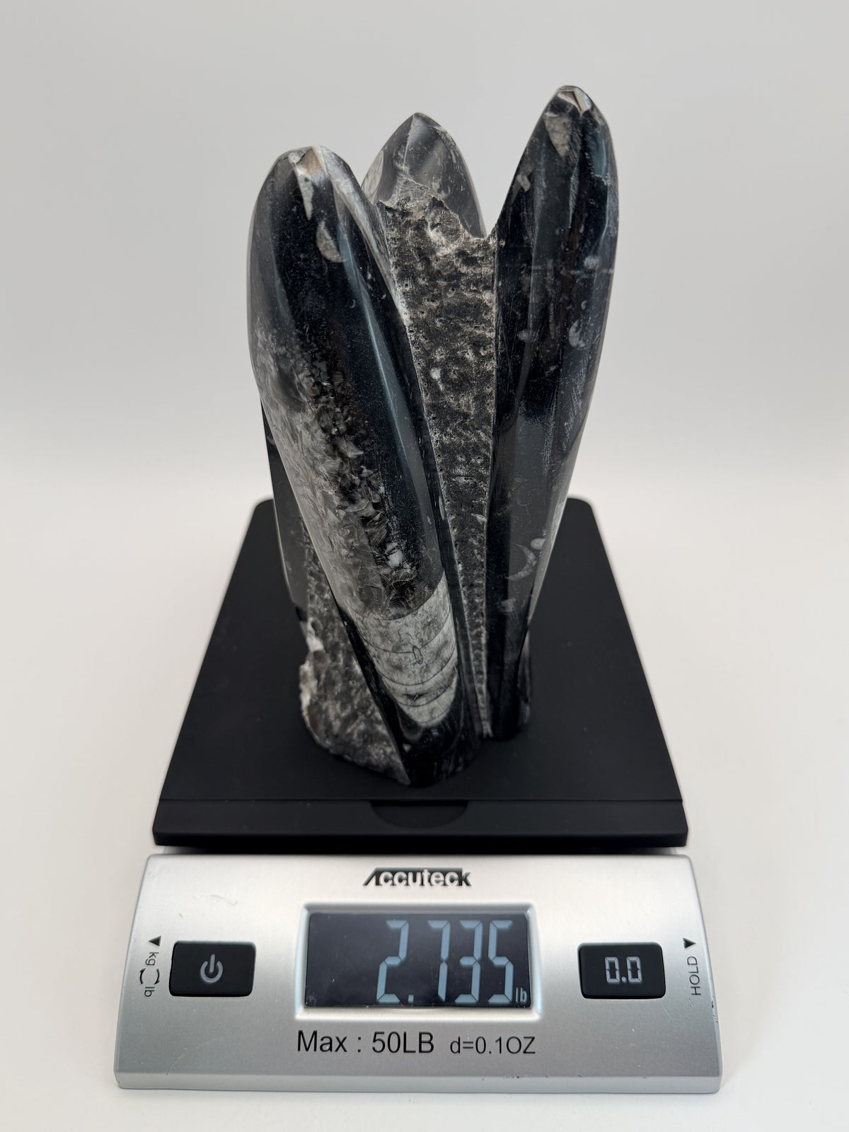 Orthoceras fossil tower, weight