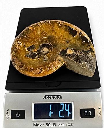 Polished ammonite fossil bowl from Madagascar