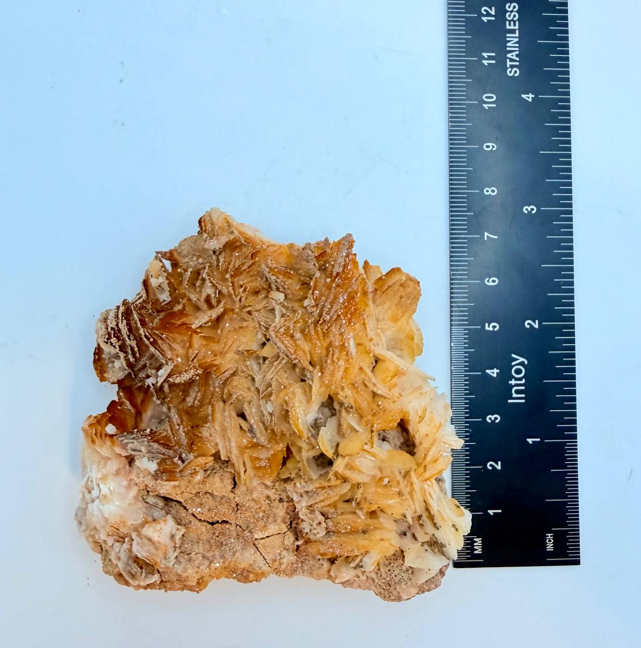 Size reference on ruler, height about 3 inches