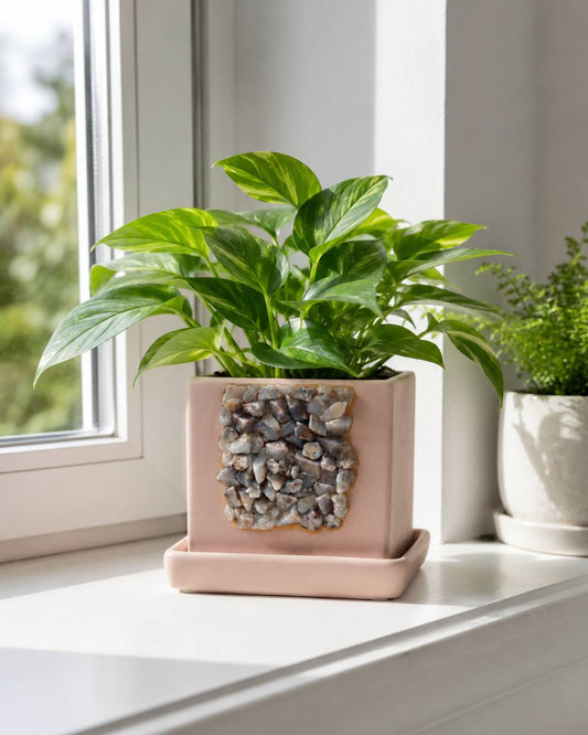 Crazy lace agate crystal planter with pothos plant on windowsill