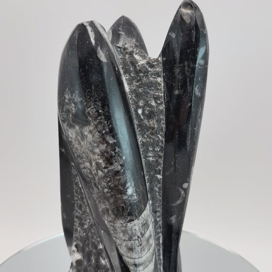 Orthoceras fossil tower, video