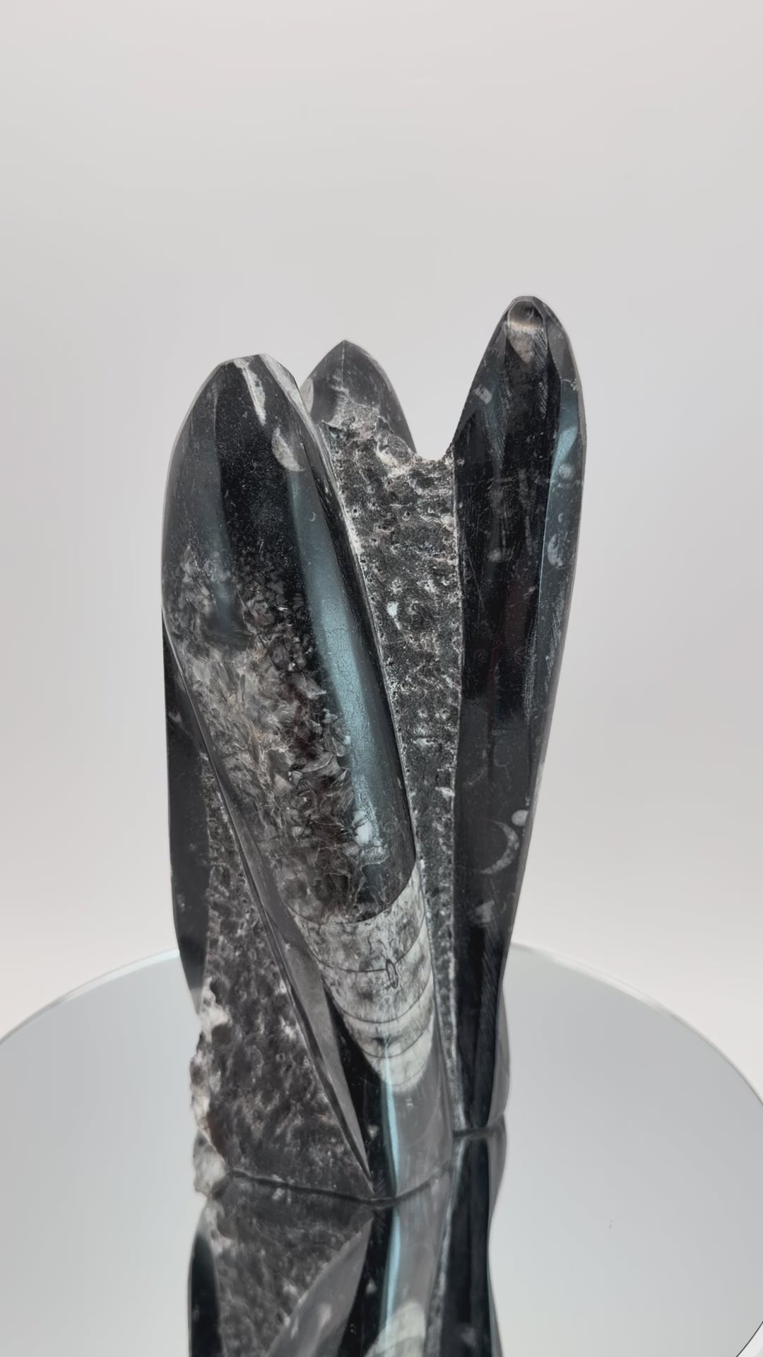 Orthoceras fossil tower, video