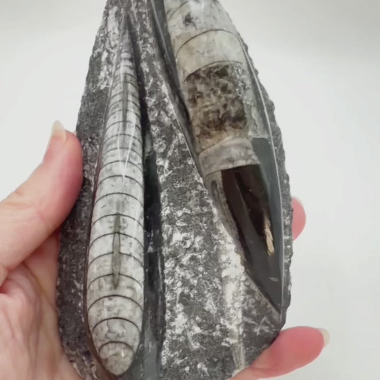 Orthoceras fossil rotating video