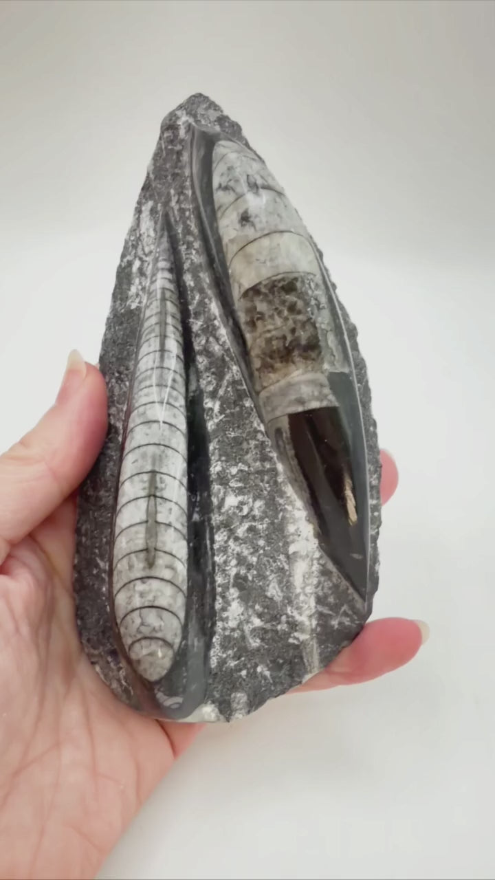 Orthoceras fossil rotating video