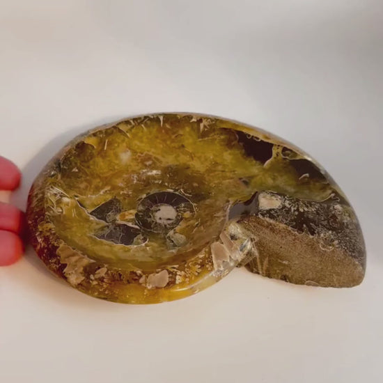 Polished ammonite fossil bowl from Madagascar