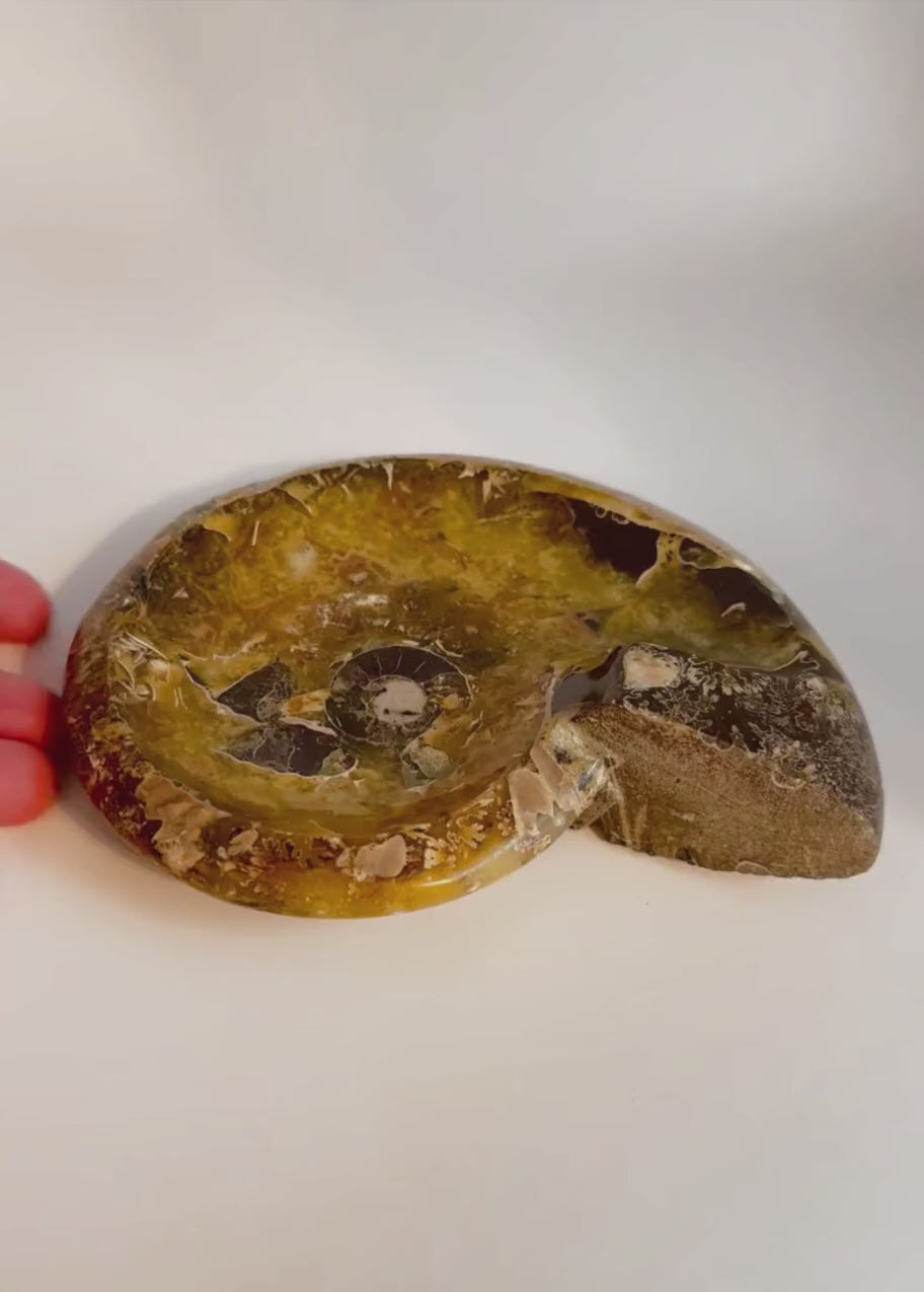 Polished ammonite fossil bowl from Madagascar