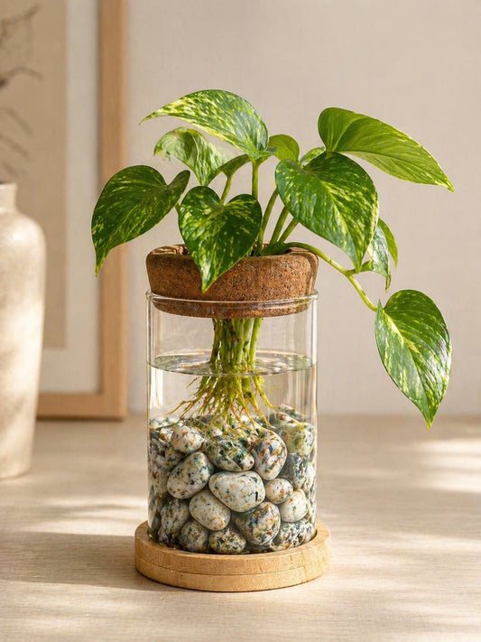 Tree agate propagation station with pothos plant