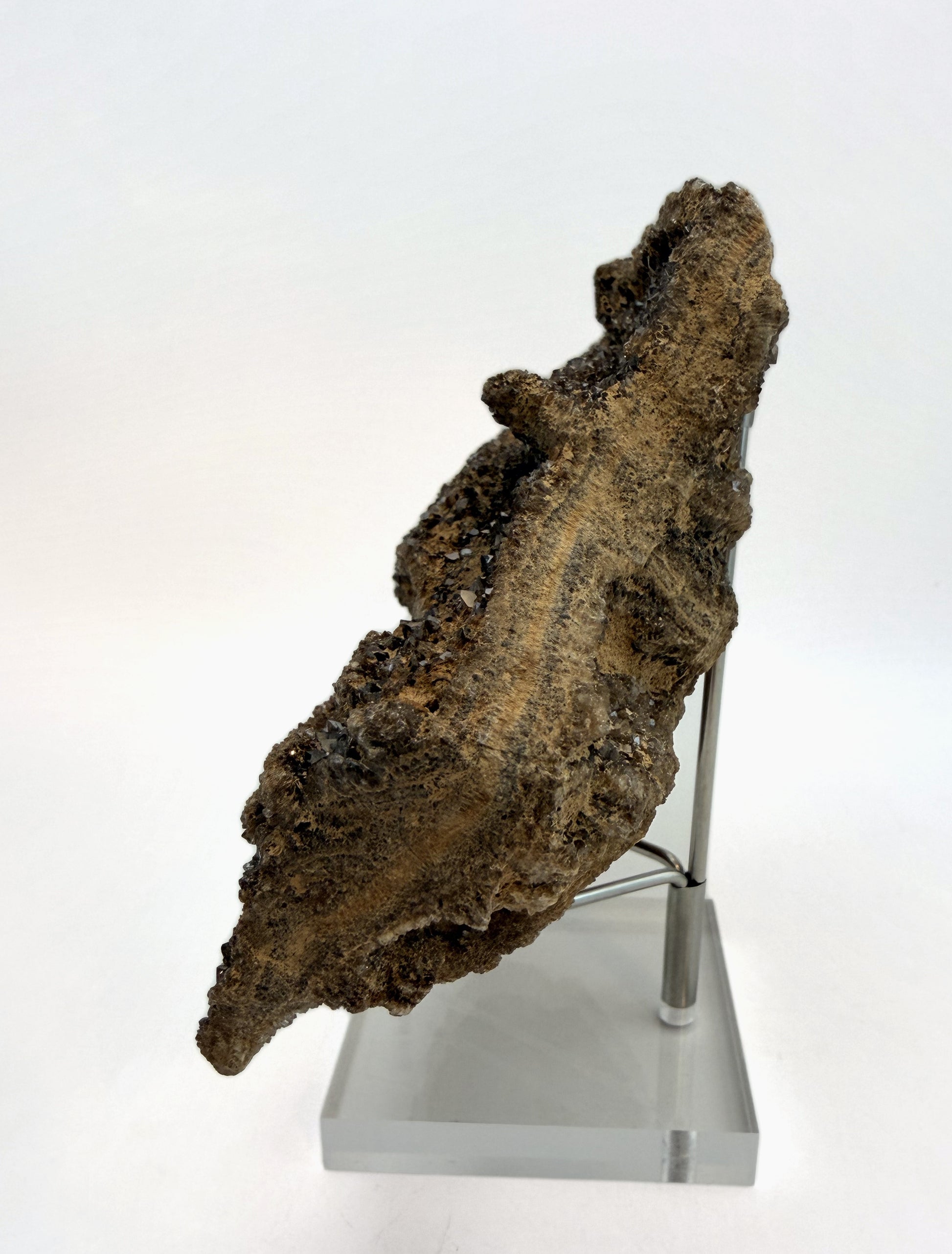 Druzy petrified wood slab, edge on showing the thickness