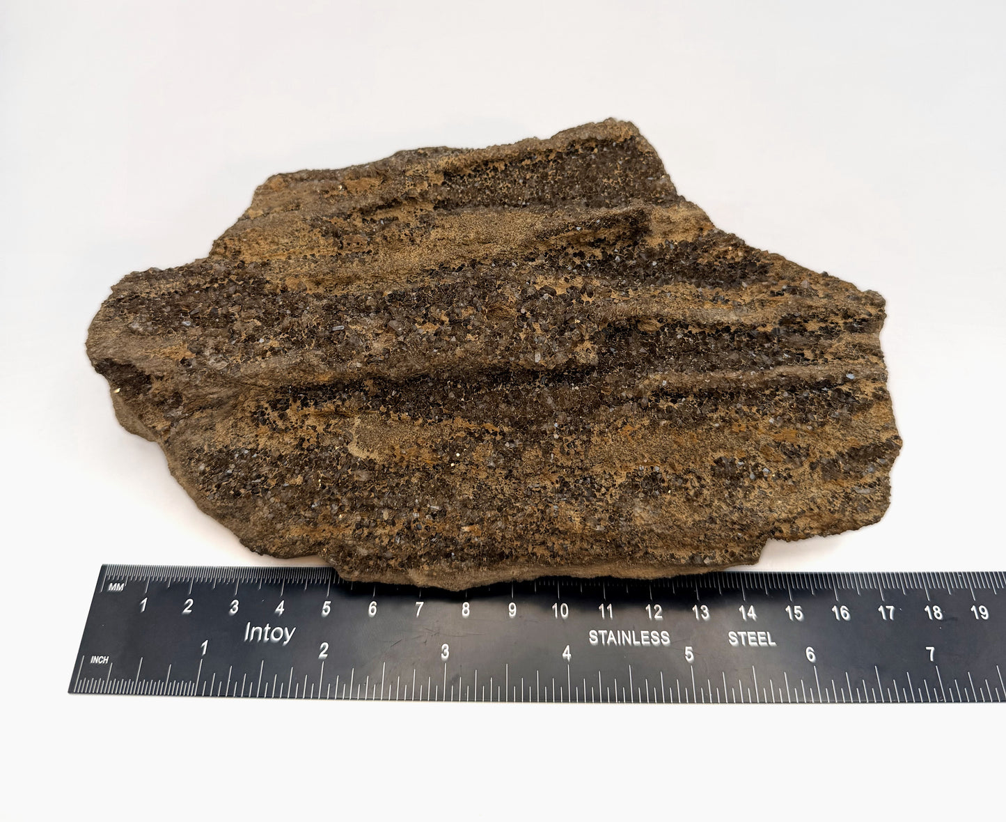 Druzy petrified wood slab measured for width