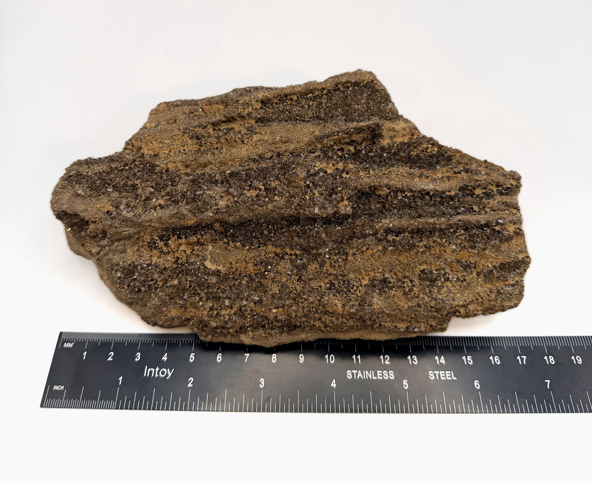 Druzy petrified wood slab measured for width