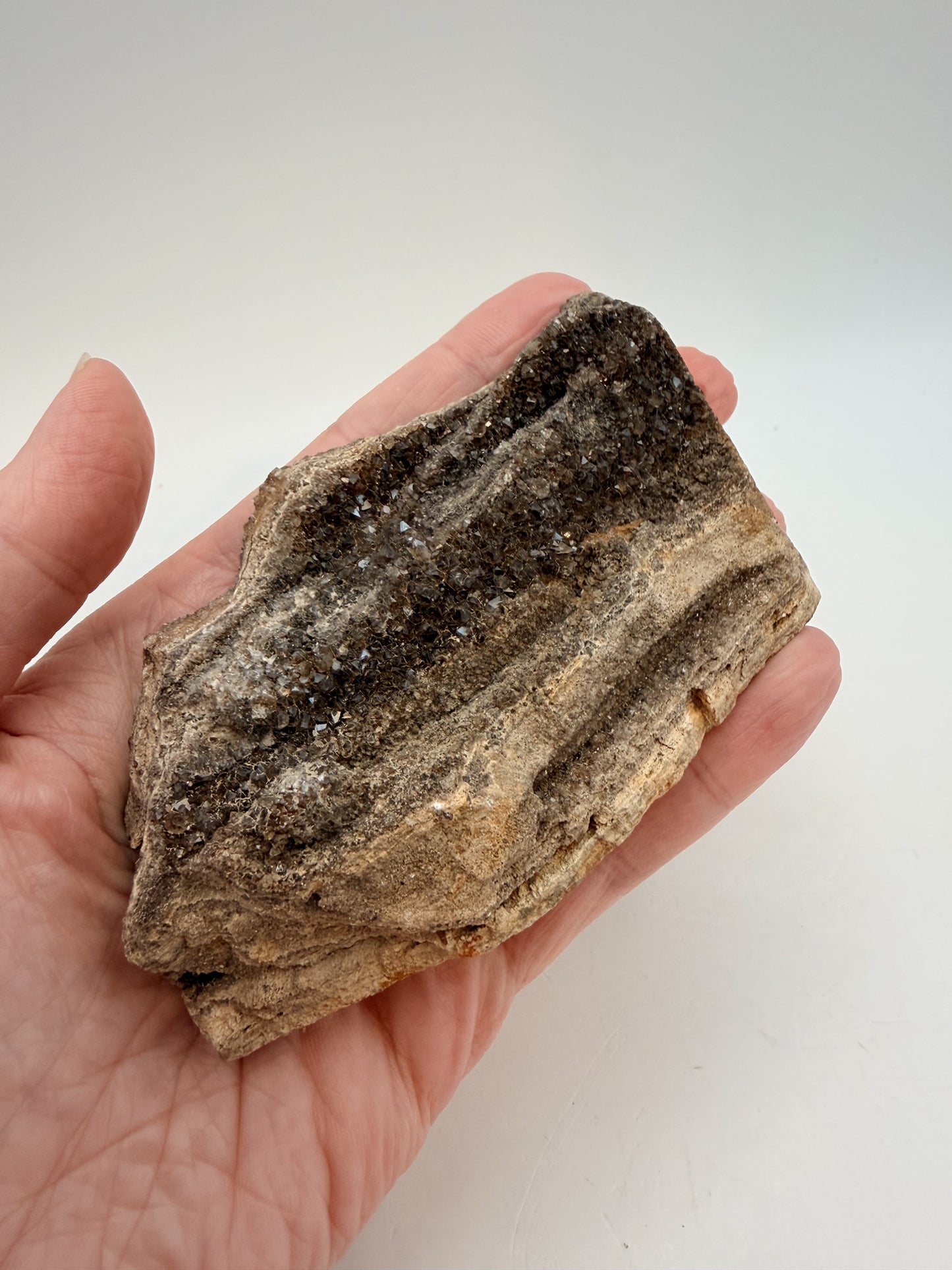 Druzy petrified wood held in hand