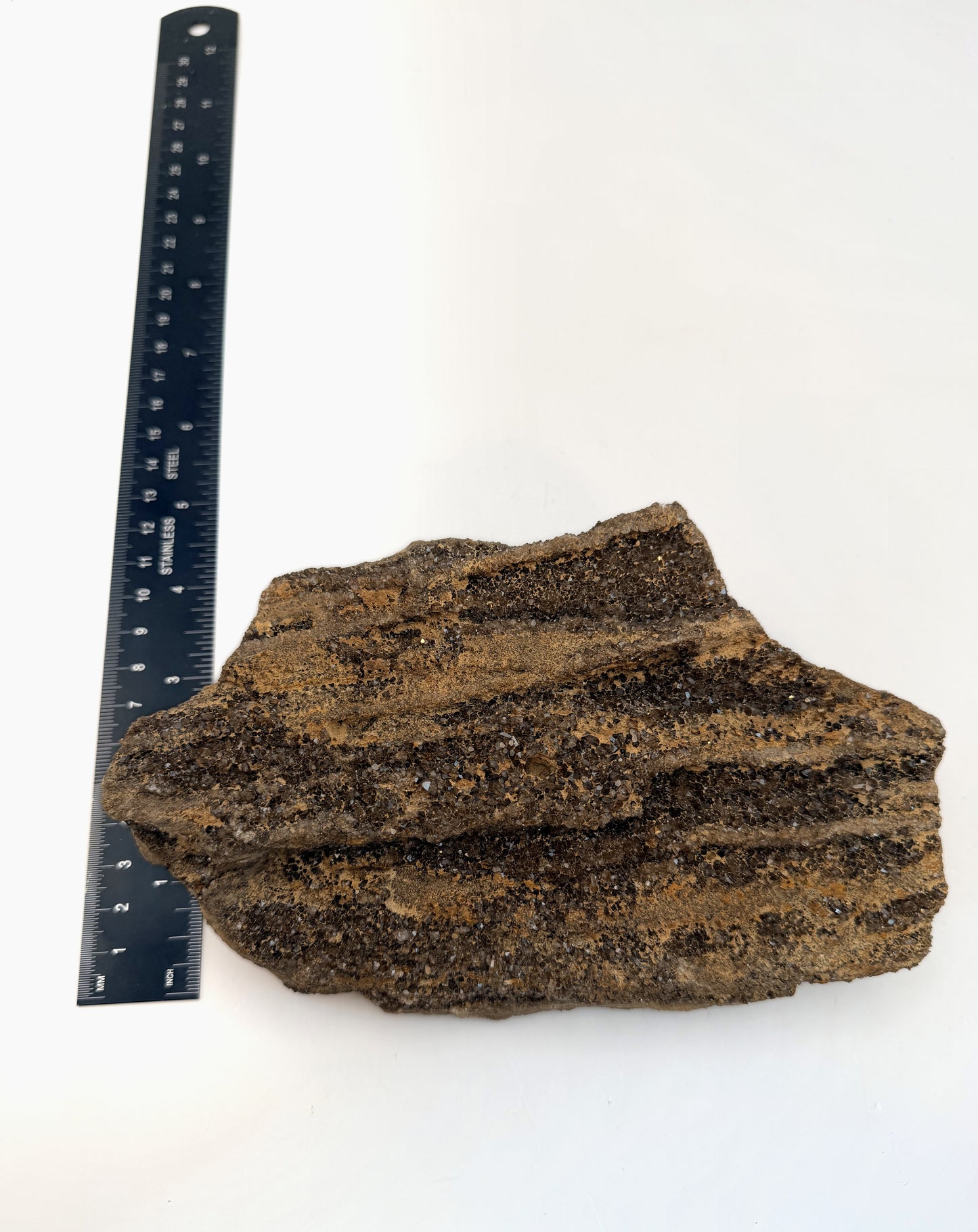 Druzy petrified wood slab measured for height