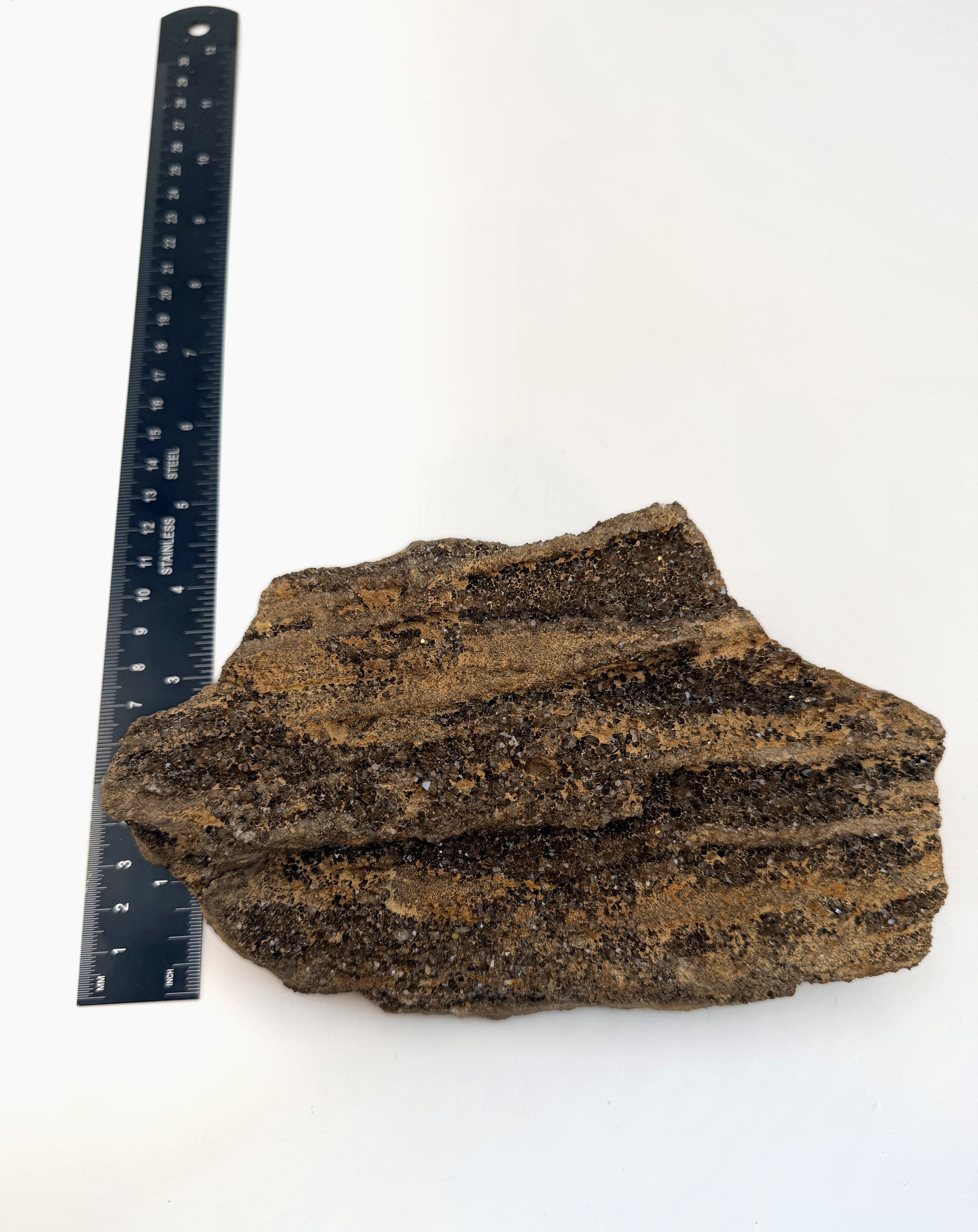 Druzy petrified wood slab measured for height